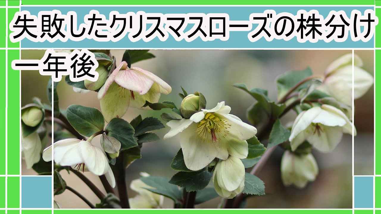 【クリスマスローズ氷の薔薇の株分けの失敗の一年後】クリスマスローズの育て方【ガーデニング】