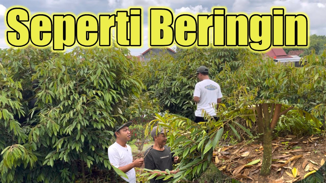 Bibit Durian Dongekalan Super Rimbun,Spek Sultan