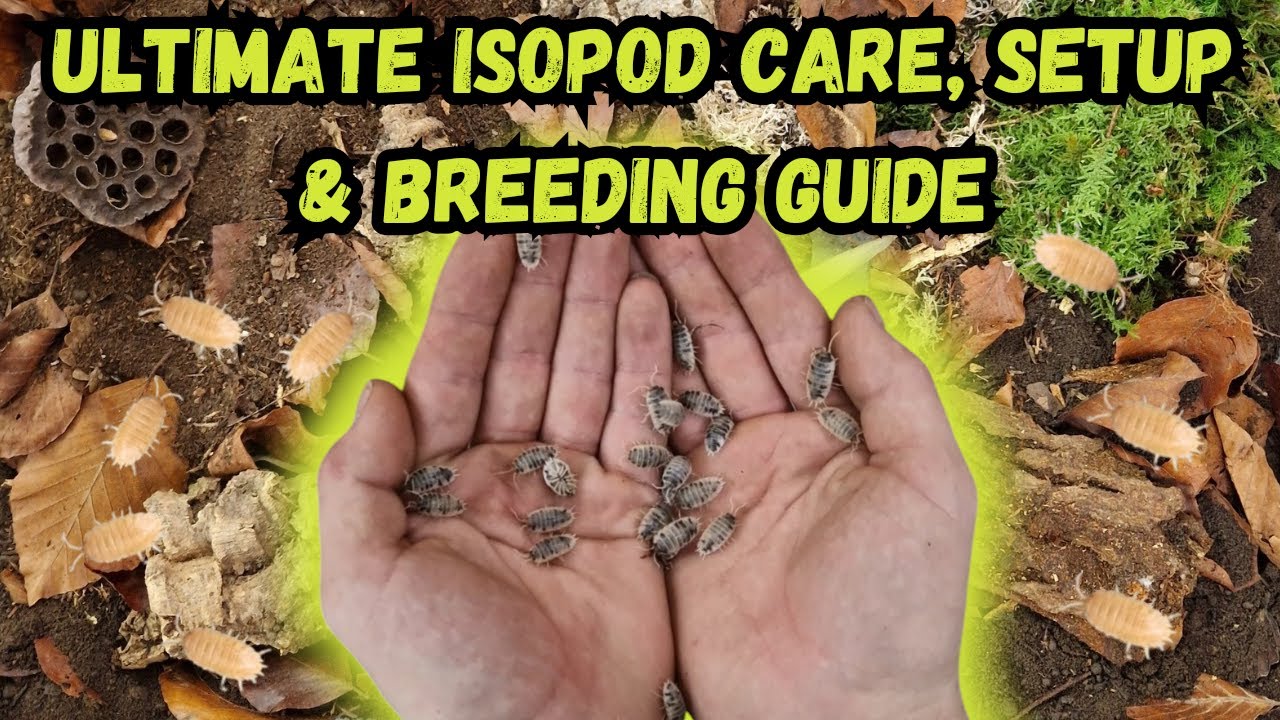 The Ultimate Isopod Care Guide  Setup, Breeding, and Maintenance Explained