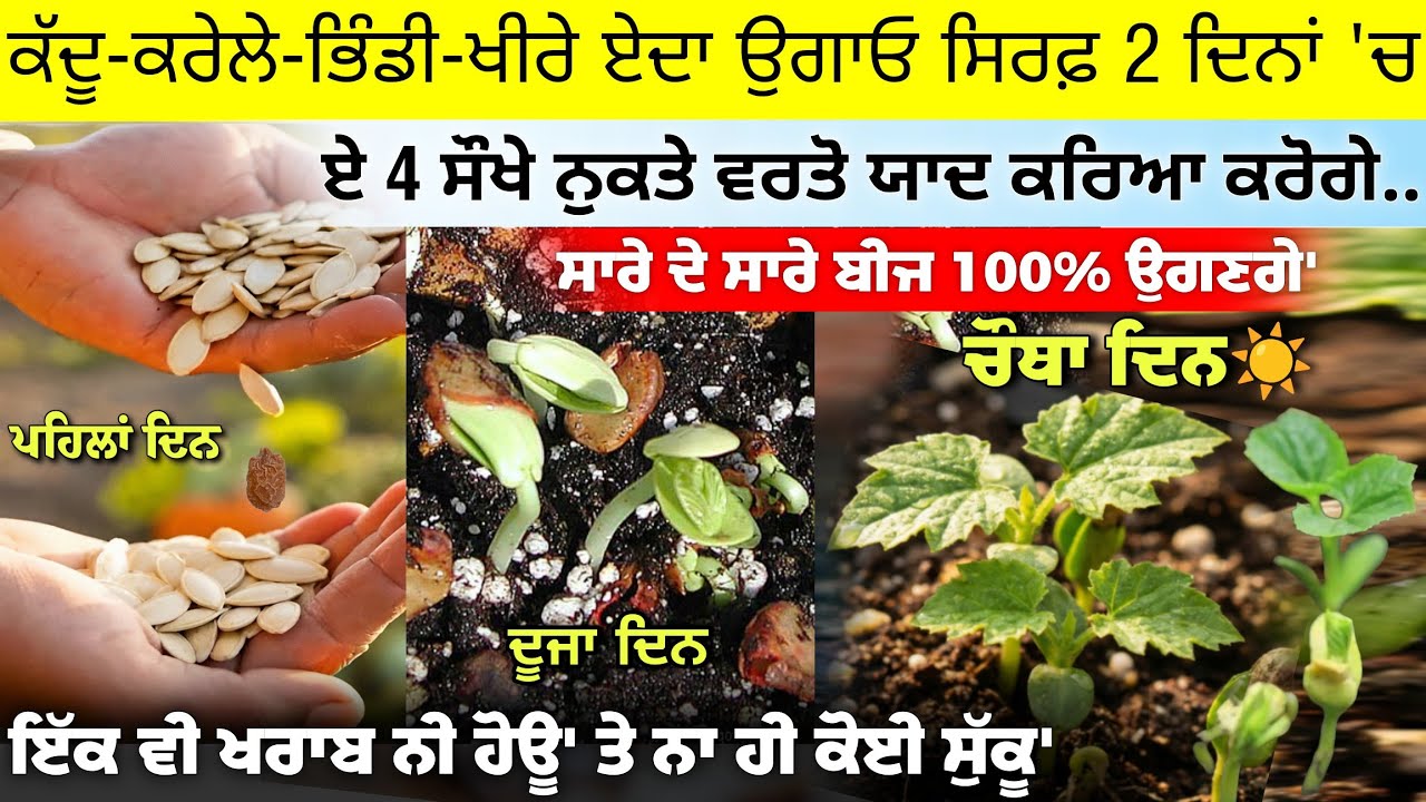 ਕੱਦੂ-ਕਰੇਲੇ-ਖੀਰੇ ਜਾ ਭਿੰਡੀਆਂ ਸਾਰੇ ਉਗਣਗੇ ਸਿਰਫ਼ 2 ਦਿਨਾਂ 'ਚ • kaddu kaise ugaye ghar par, home gardening