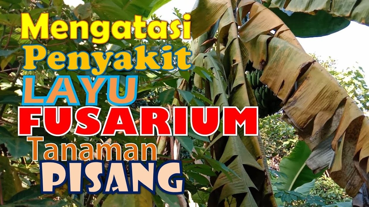 Mengatasi Penyakit Layu Fusarium Pada Tanaman Pisang
