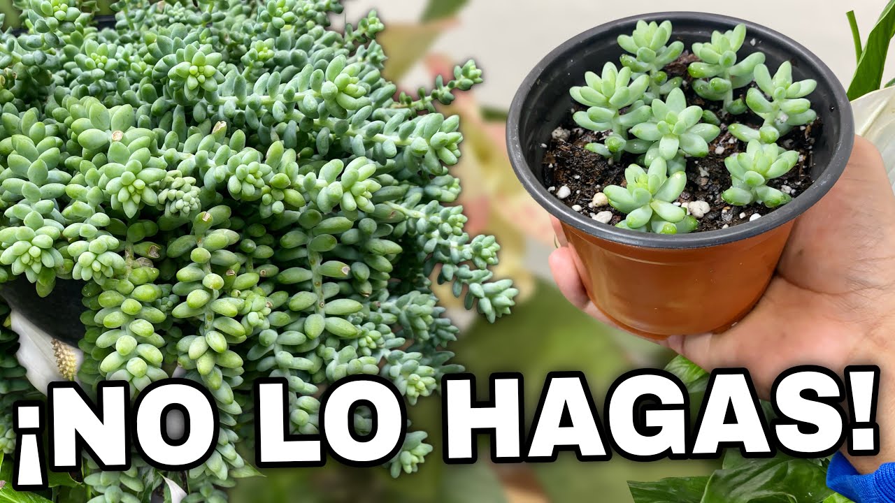 Errores que impiden que el Sedum Burrito crezca frondoso
