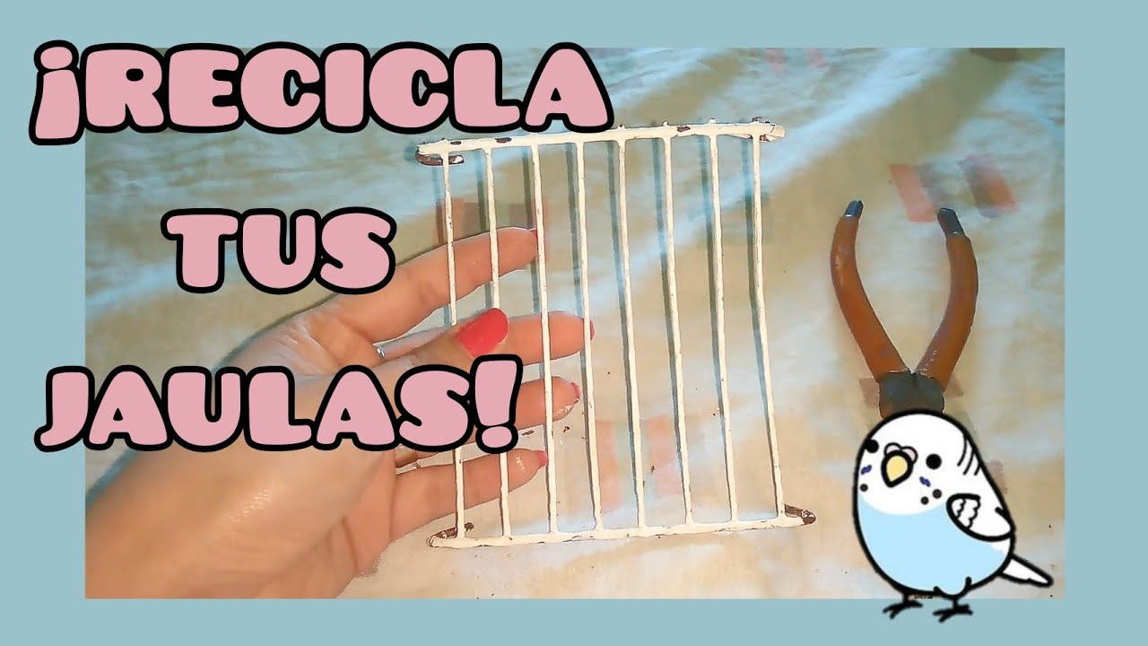 ¡No tires tus jaulas viejas! | Recicla | Periquitos australianos