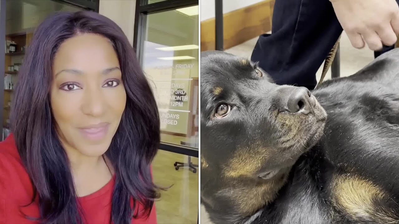 FOX31 viewers help service dog get surgery