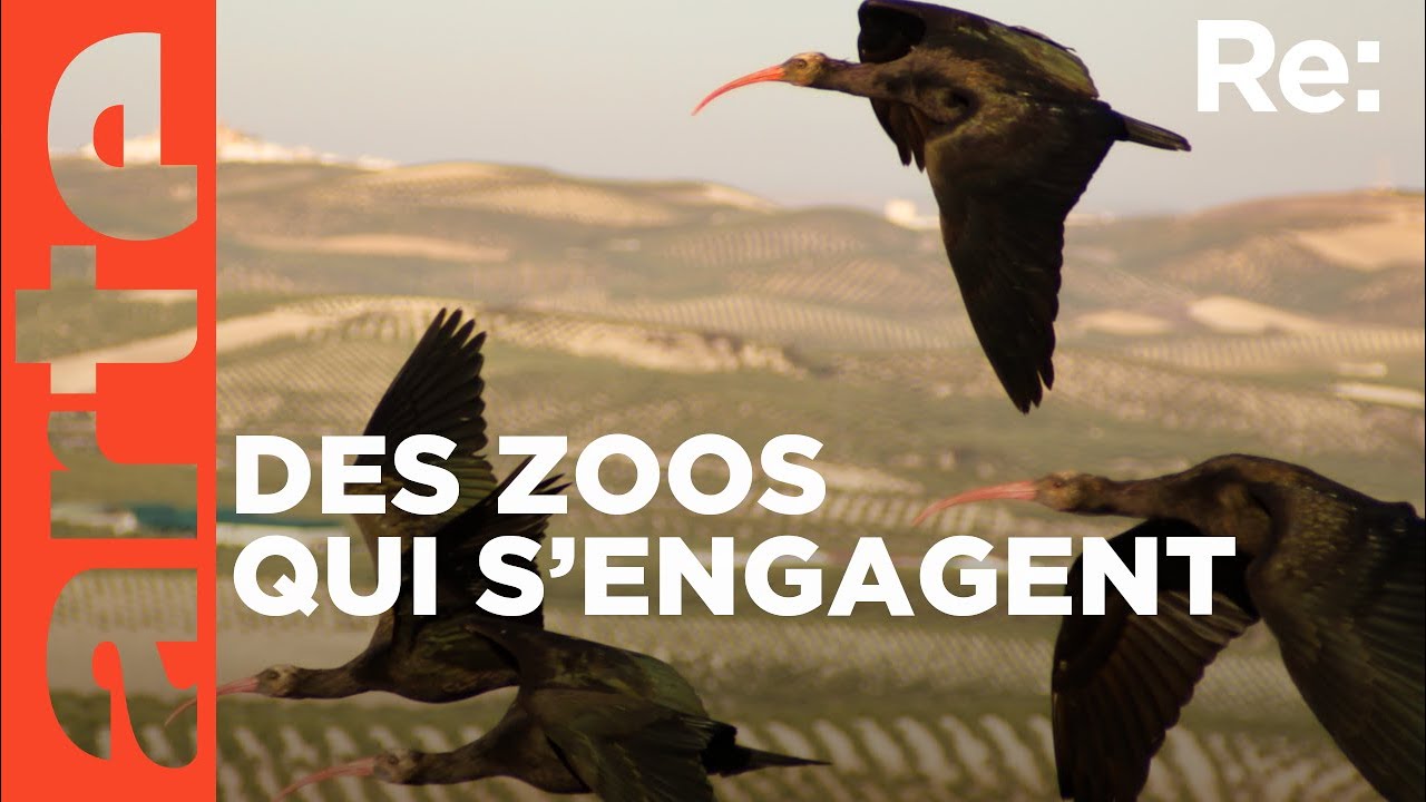 Zoos : prot&eacute;ger les esp&egrave;ces menac&eacute;es ? | ARTE Regards