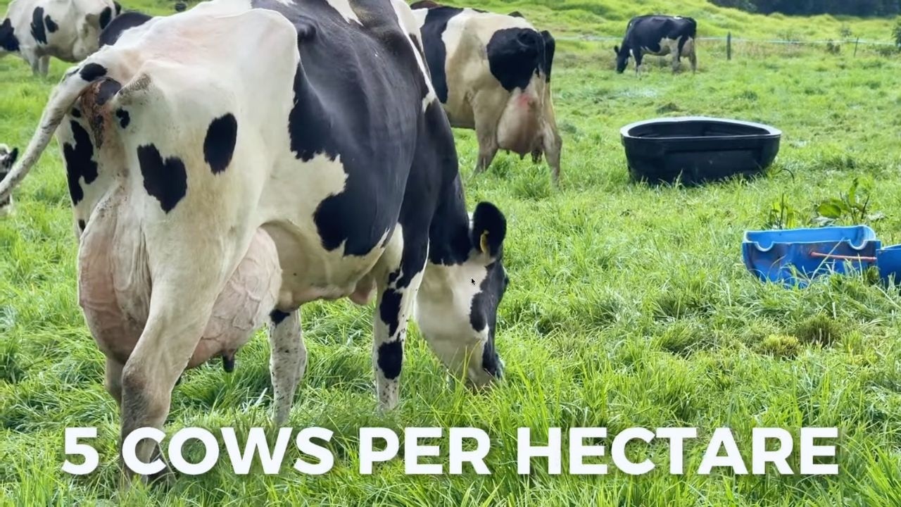 HOLSTEIN COWS IN PASTURE - EL HATO, COLOMBIA 🇨🇴