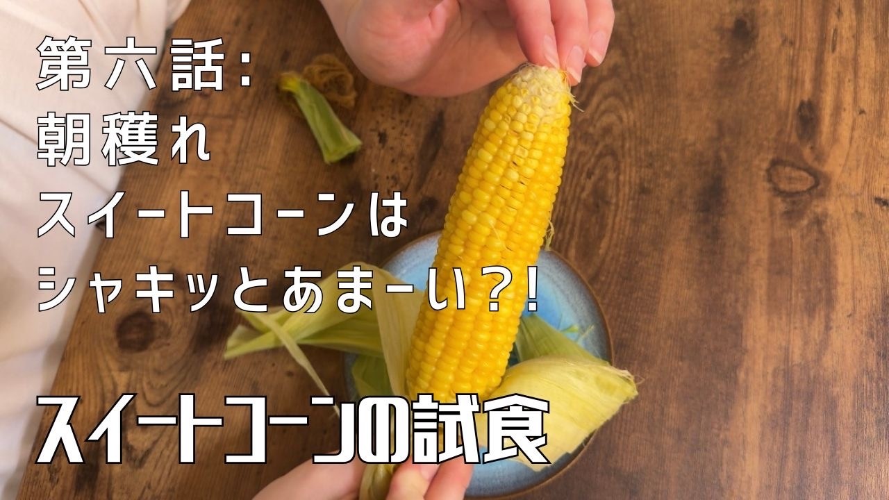 【第六話】南の島から朝どれスイートコーン 〜 シャキッとあまーい 〜