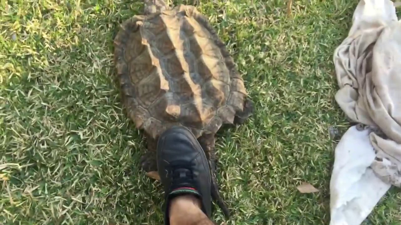 HUGE Alligator snapping turtle UNBOXING
