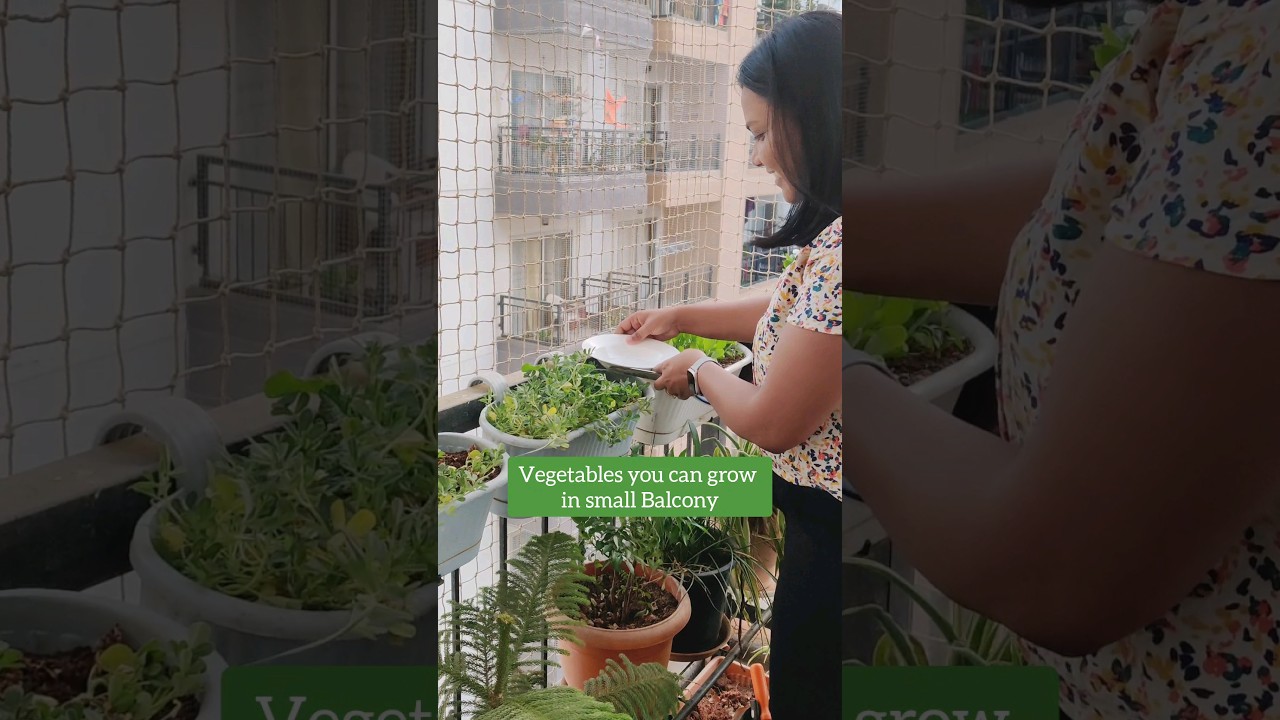 Vegetables you can grow in small Balcony Garden #shorts #gardening #garden