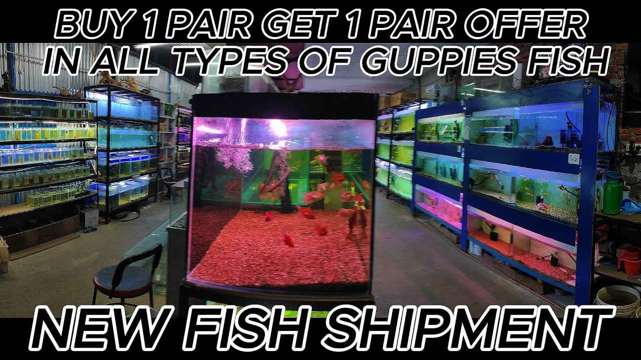 Fresh Fish Stock! New Aquarium Fish Shipment – Full Tour & Update
