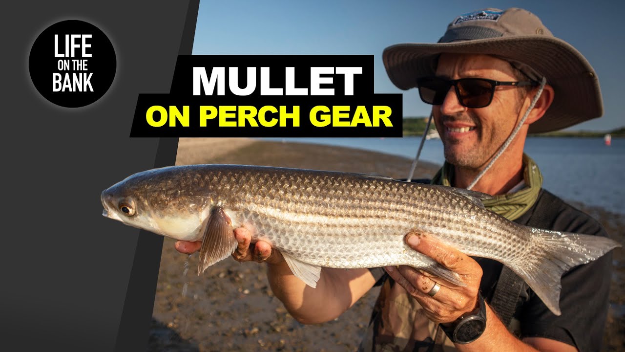 HOW TO CATCH MULLET - On PERCH FISHING gear!