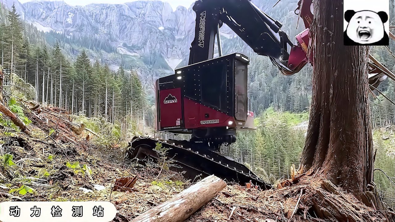 强大的现代化伐木设备，直接30公分的大树，只需要2秒就能放倒