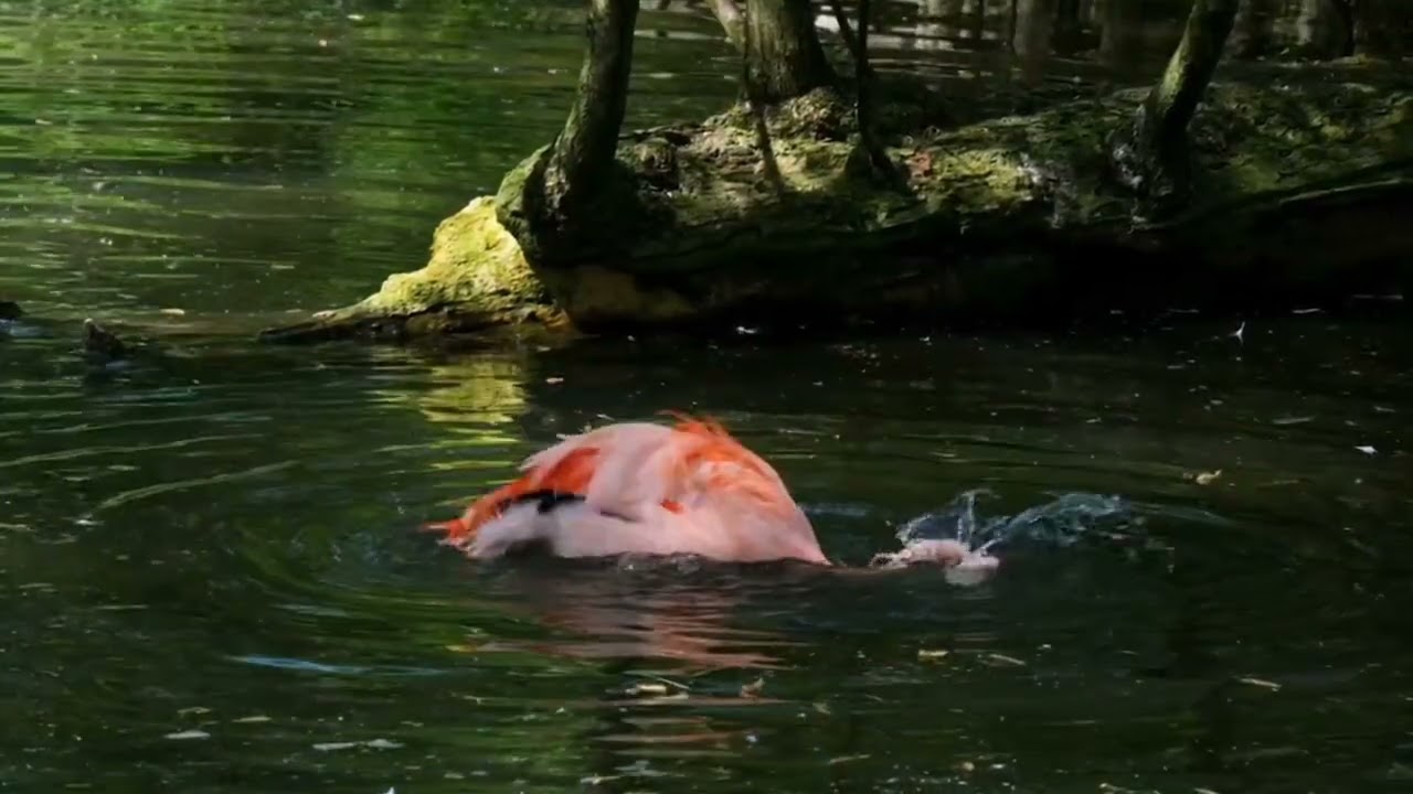 Flamingo Explained | Full Wildlife Documentary