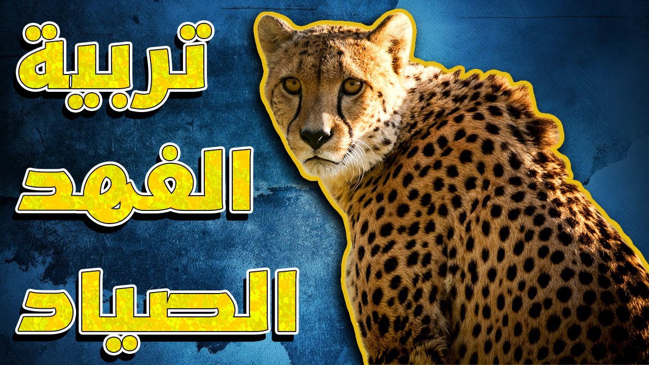 طريقة تربية الفهد الصياد - الشيتا وكل شي بتحتاجه للعناية فيه - Cheetah Care Routine