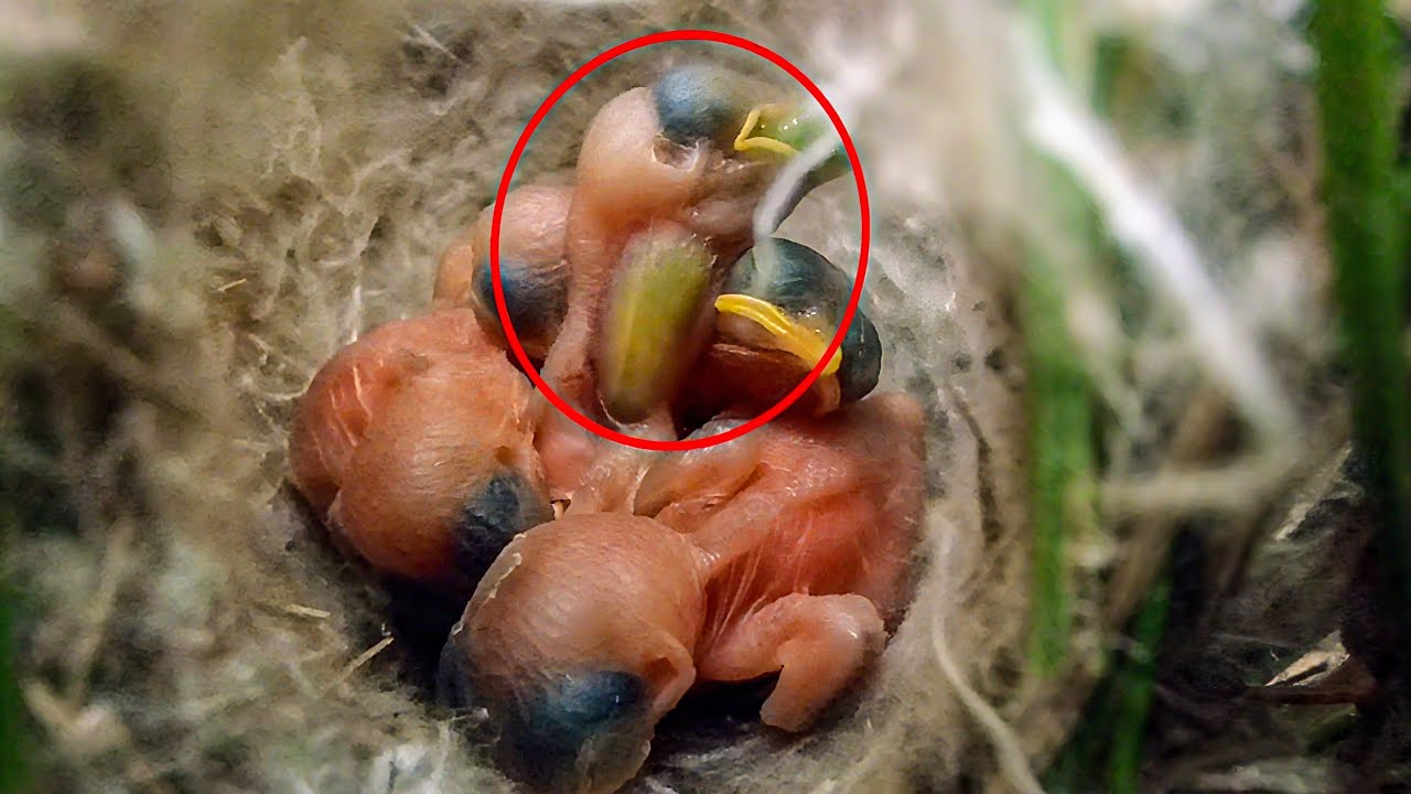 Zitting Cisticola bird fed a big green insect to its baby