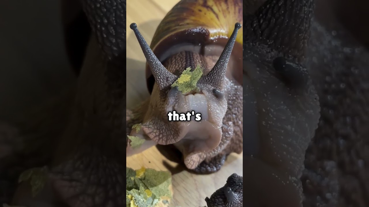This is how snails ACTUALLY eat. #interesting (@powonamilosc)