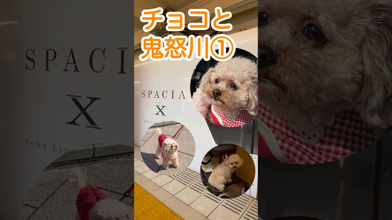 初スペーシアXで想定外🐶🥲鬼怒川温泉まったり旅 前編🐾