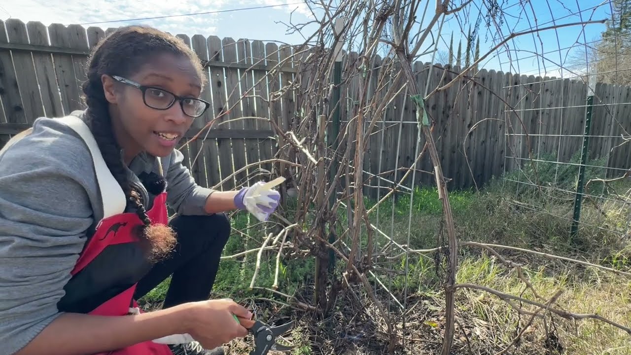 Pruning our grape arch and blackberry wall (figuring it out as we go)