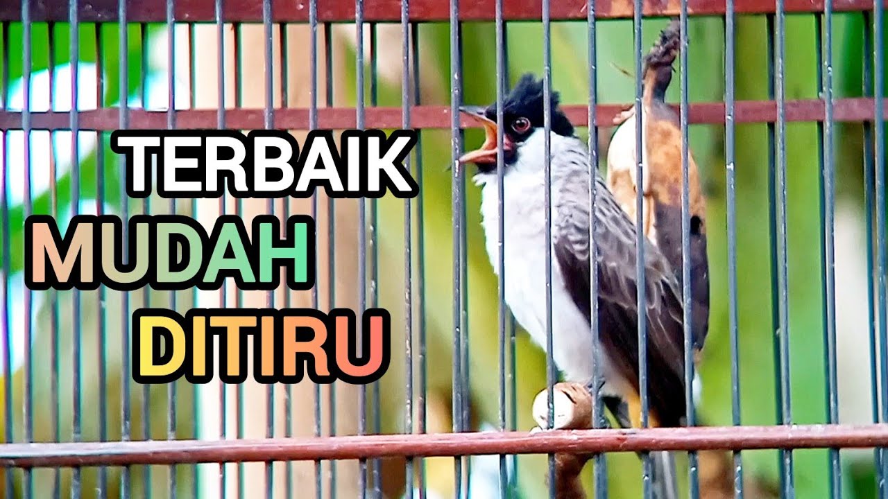 Suara Burung Kutilang Gacor KUTILANG FULL ISIAN VARIASI ampuh untuk Masteran Kutilang lain