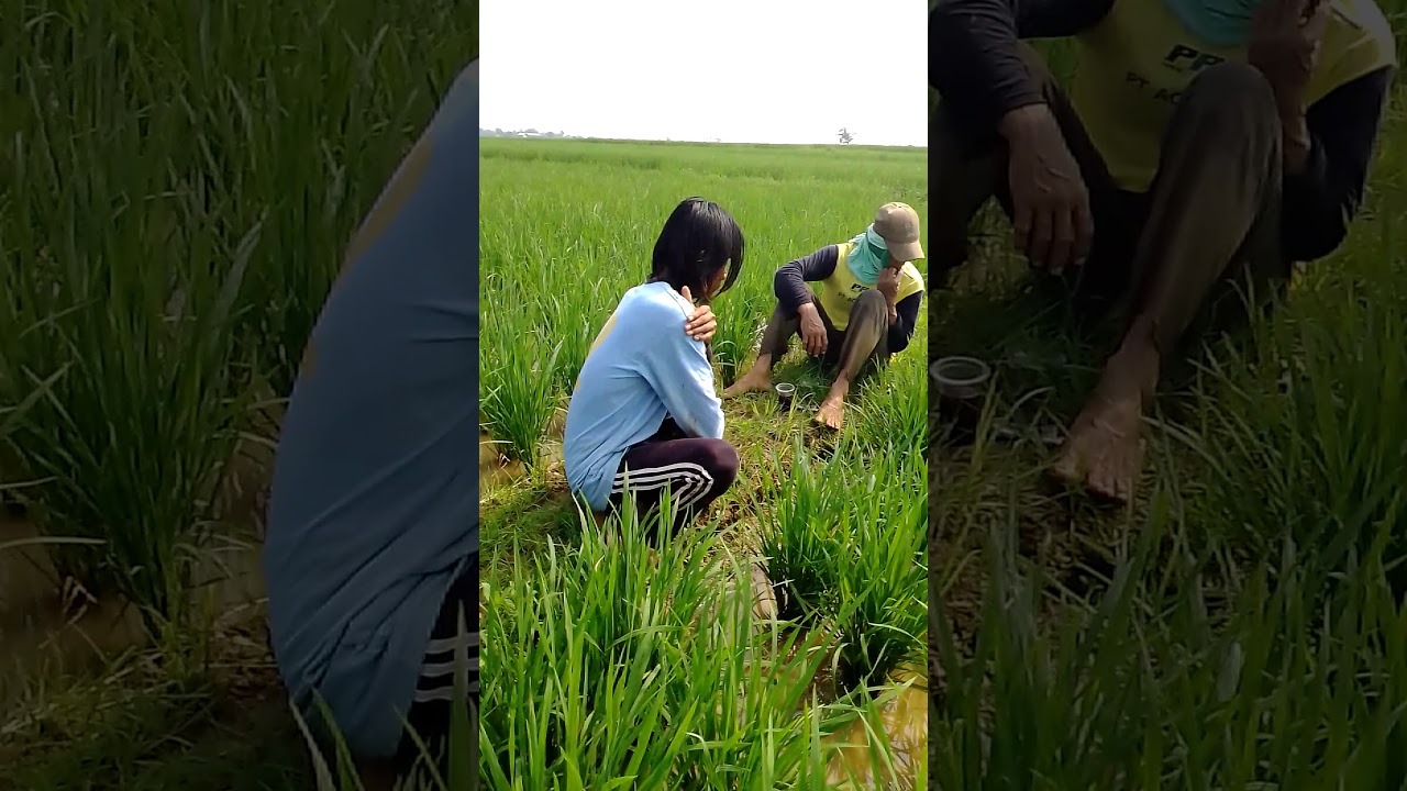 Kondisi padi di Haugeulis