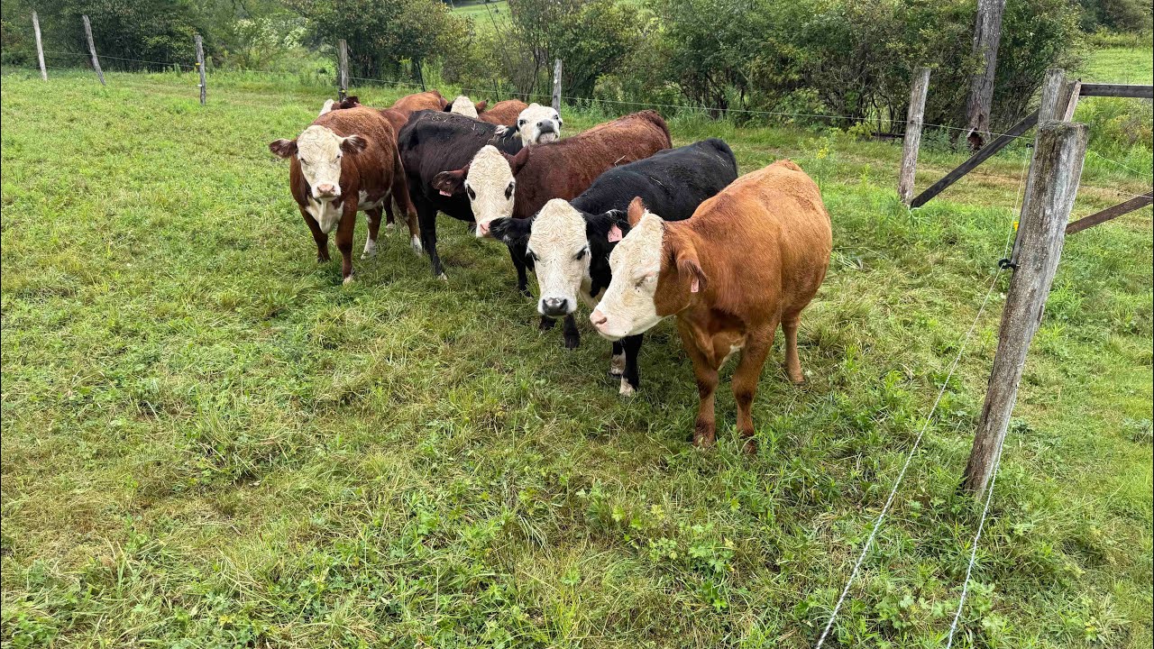 Hooves and hay what can we accomplish using only cows and hay ? Part 1
