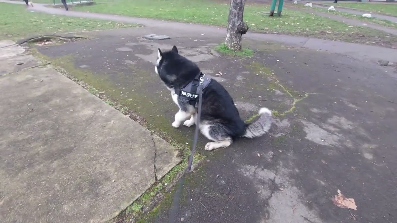 When dog is better behaved as a kid (and especially the dad)
