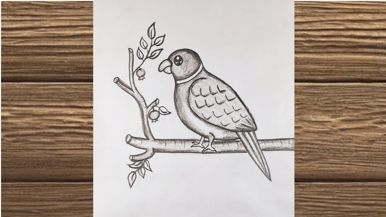 Easy Parrot Drawing for Beginners | তোতাপাখি আঁকার নিয়ম