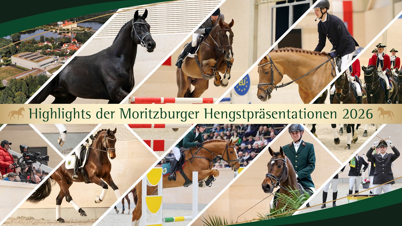 Highlights der Hengstpräsentation im Landgestüt Moritzburg - Reitpferde und Reitponys