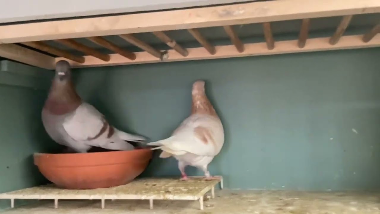 Breeding the Tipplers pigeons 2025