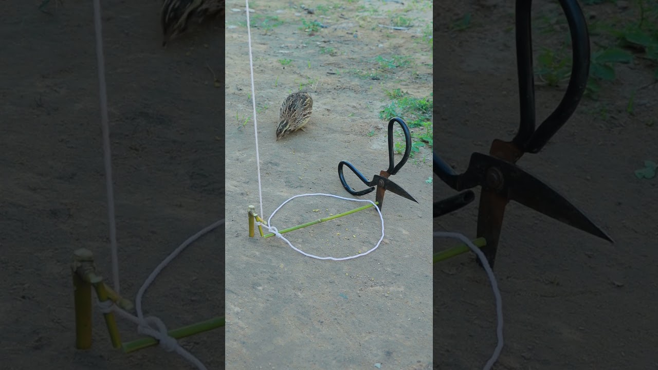Highly Creative Bird Trapping Technique #animaltrap #shortvideo #shorts