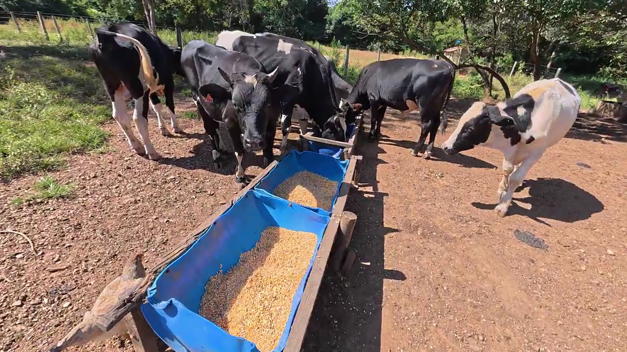 ESTAMOS CONFINANDO OS GABIRUS NO PURO GRÃO(MILHO)