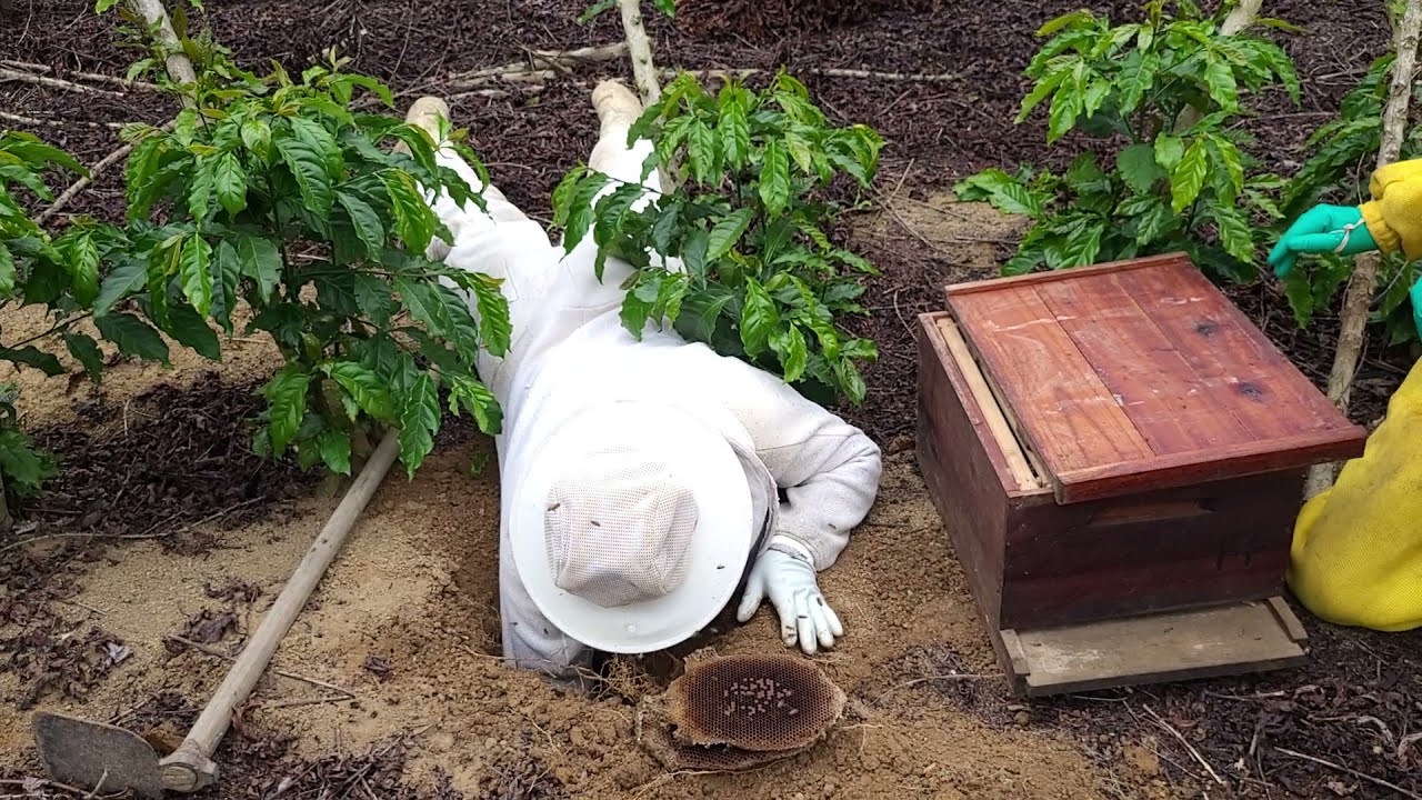 CAPTURA de abelha APIS / RESGATE no chão - capture Bee / rescue
