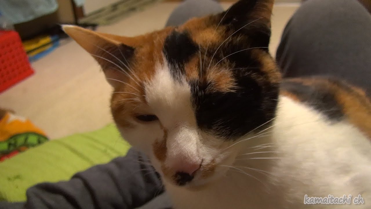 ミケの休息　mike 【瀬戸の三毛猫日記】