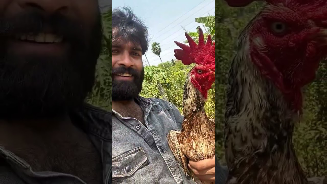 Bengum Aseel Java Pattida Bengum 🔥🔥 Potta madriMadi parra #rooster #chicken