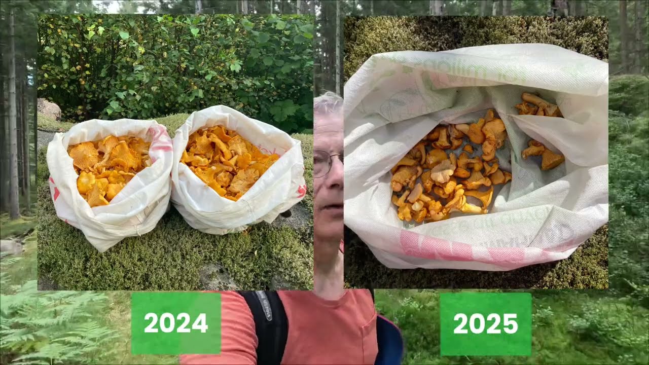 Kantarellskog med och utan regn - 2025 vs. 2024