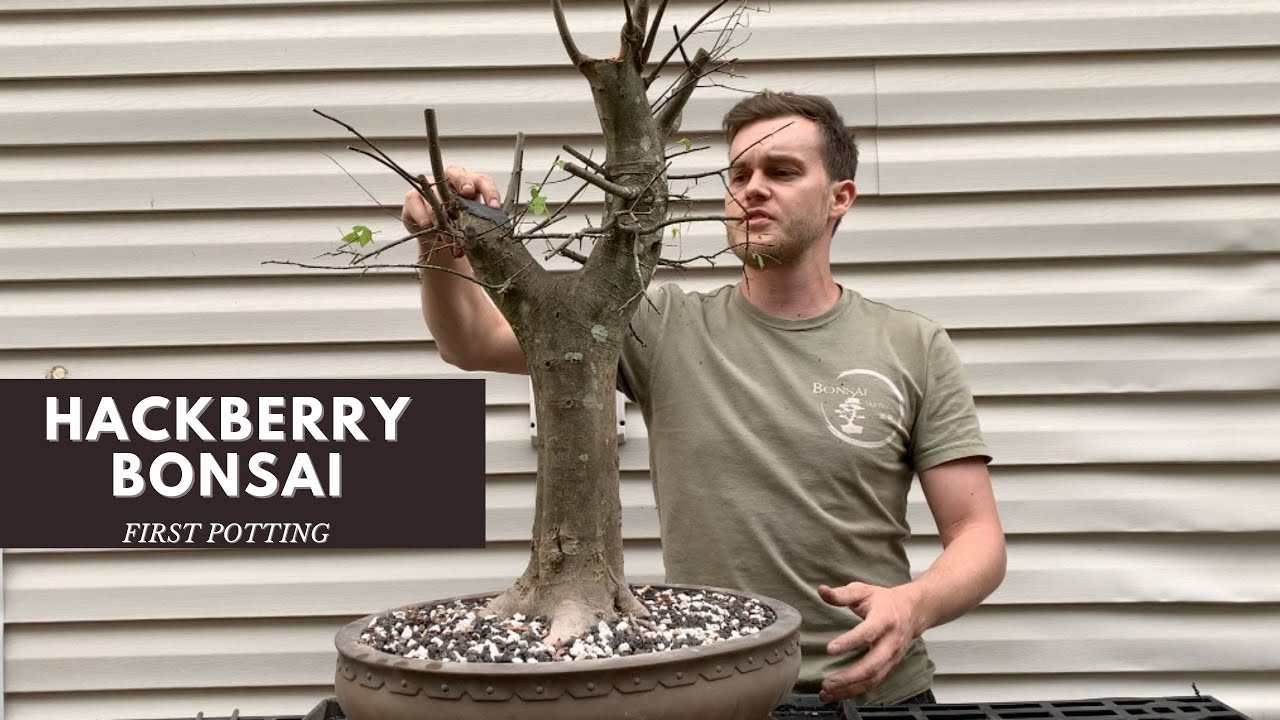Hackberry Bonsai First Makeover | The Bonsai Supply