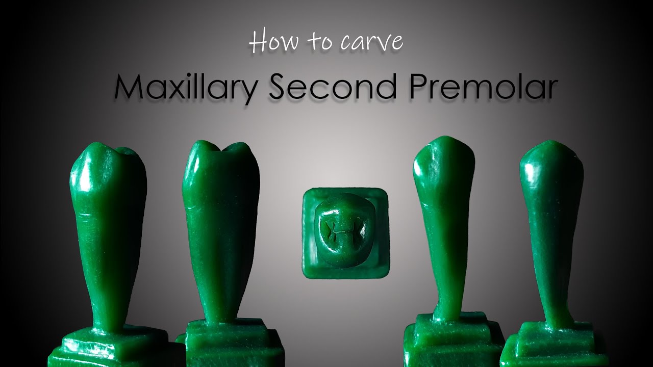 How to Carve a Maxillary Second Premolar | ParixArt | Carving tutorial