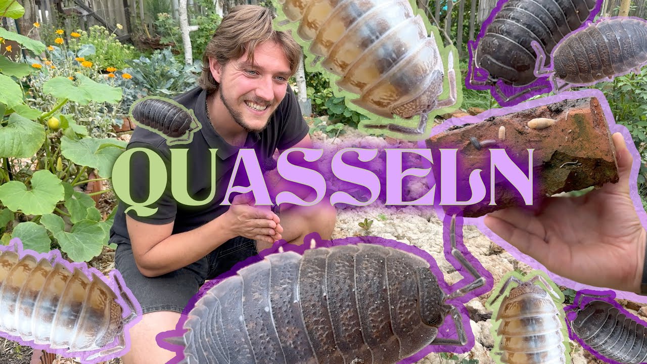 Asseln sind faszinierender als du bisher dachtest. Lasst uns drüber quasseln :)