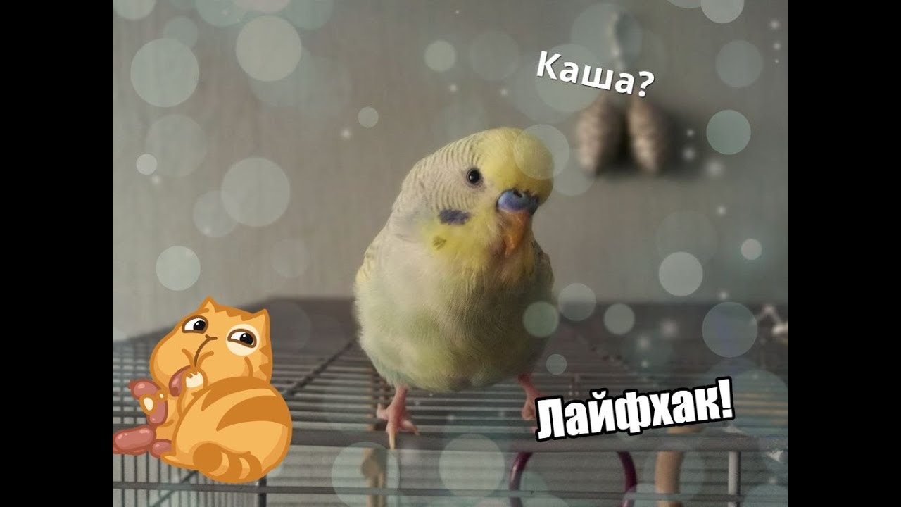 КАША ДЛЯ ВОЛНИСТИКА | ЛАЙФХАК ОТ ЮДЖИ | МЯГКИЙ КОРМ