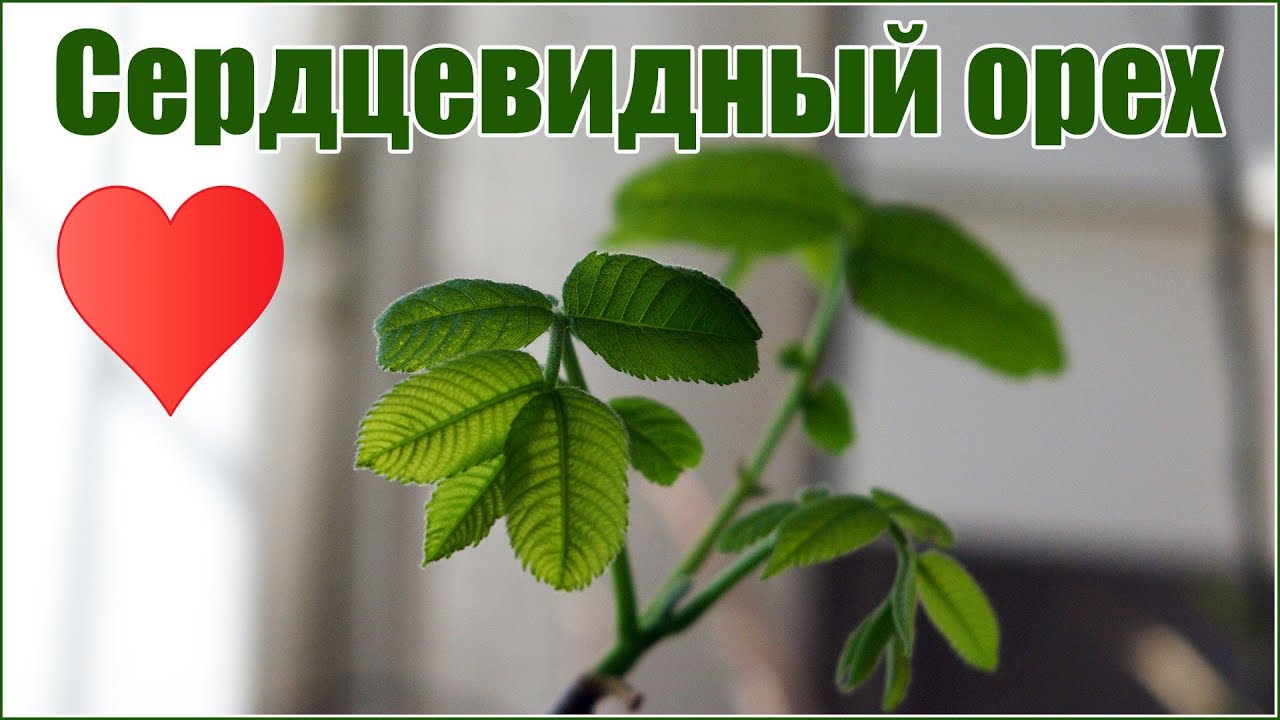 Сердцевидный орех - размножение - как посадить орех