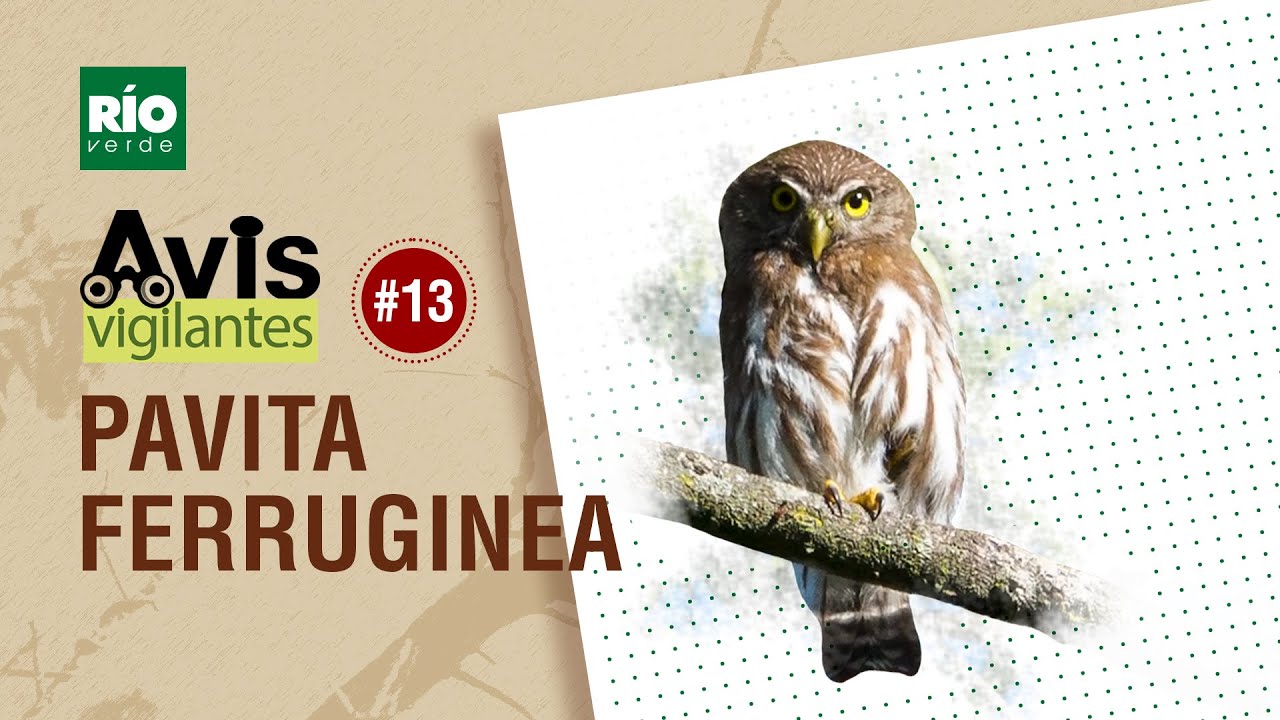 Pavita Ferruginea - Ep.#13 - Avis Vigilantes