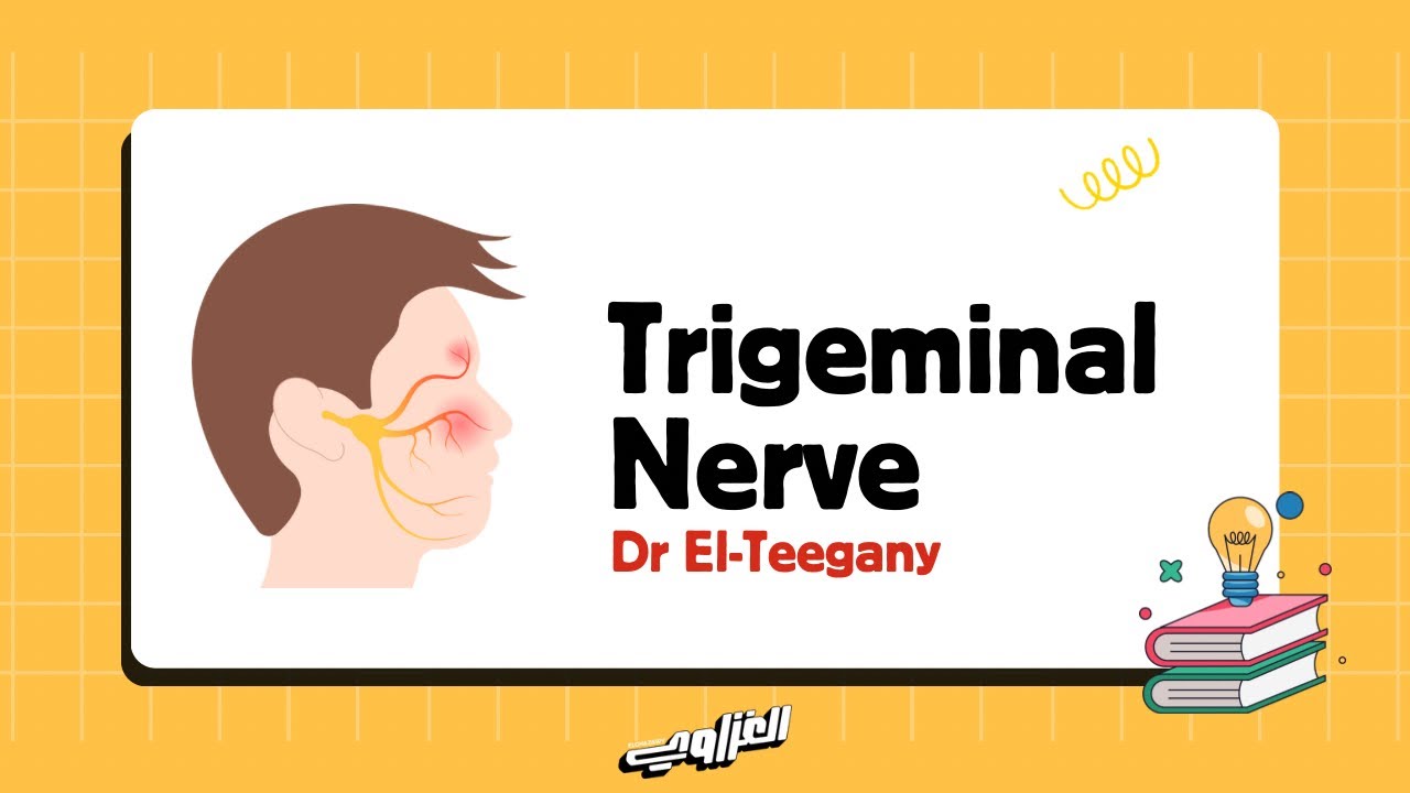 Trigeminal Nerve | Anatomy | NRS