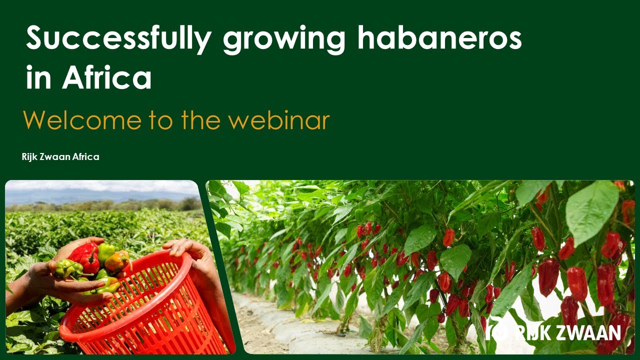Successfully Growing Habanero in Africa English