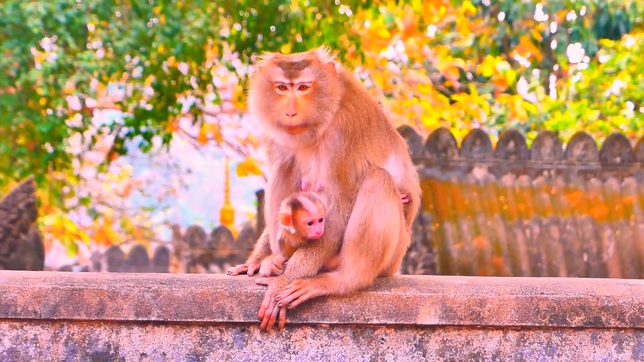 Monkey Rosyta and her baby boy.