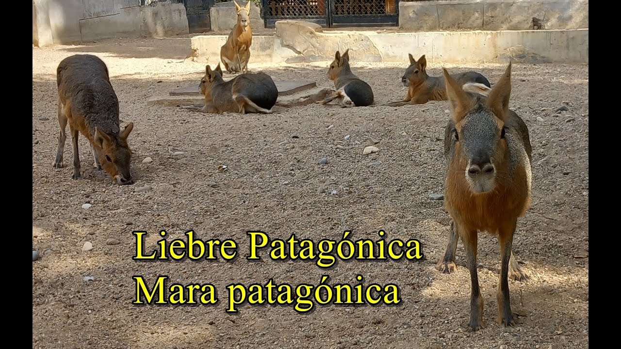 Liebre patag&oacute;nica o mara.Datos y Caracter&iacute;sticas.