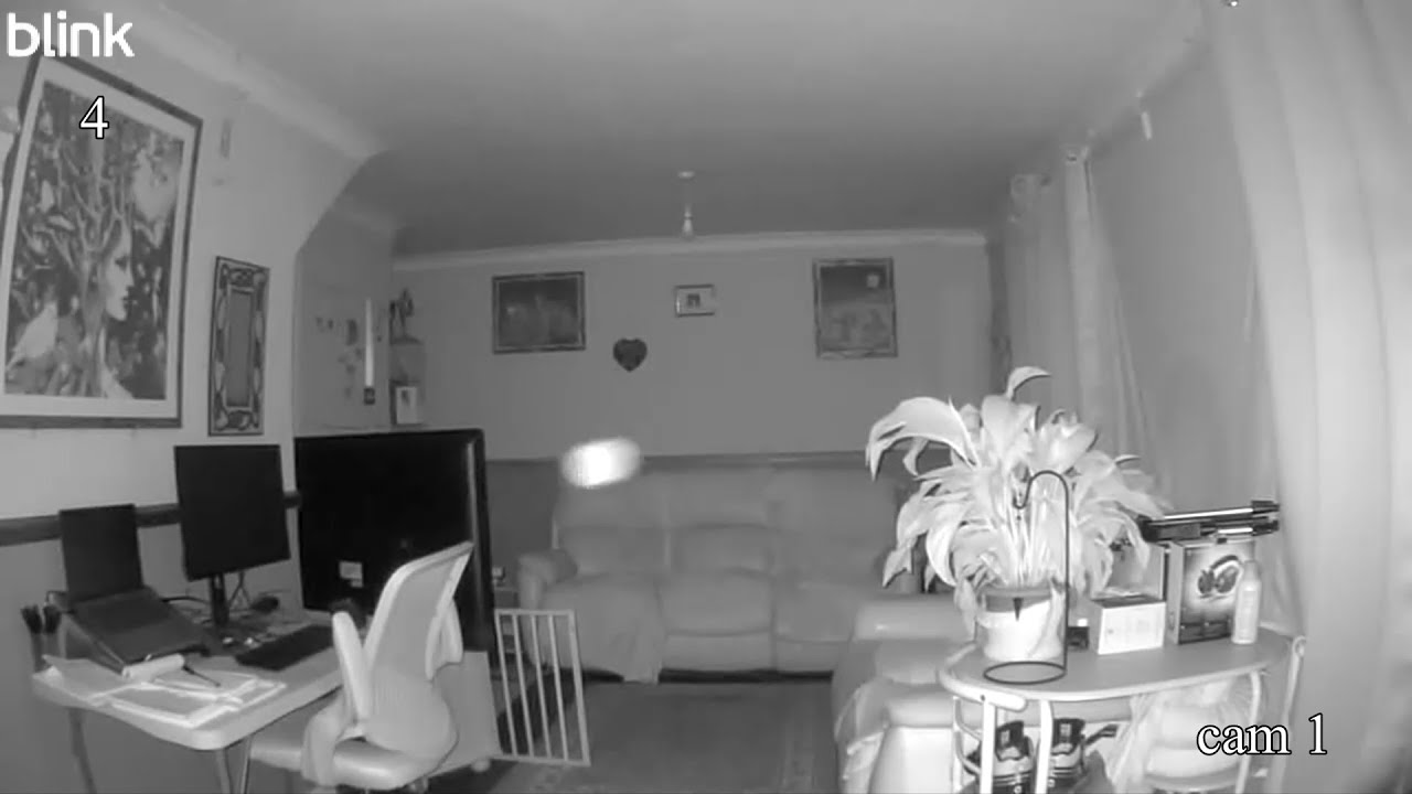 On NVC tonight. Orbs or dust, what do you think? fox visits, and a cat.