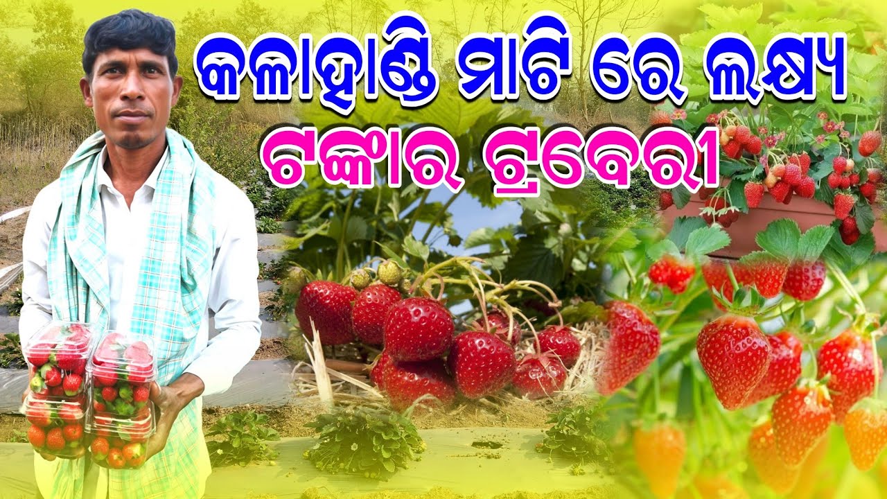  କଳାହାଣ୍ଡି ରେ ଲକ୍ଷେ ଟଙ୍କାର 🍓 Strawberry ଚାଷ | ଚାଷୀ ହେଉଛନ୍ତି ଲକ୍ଷପତି!
