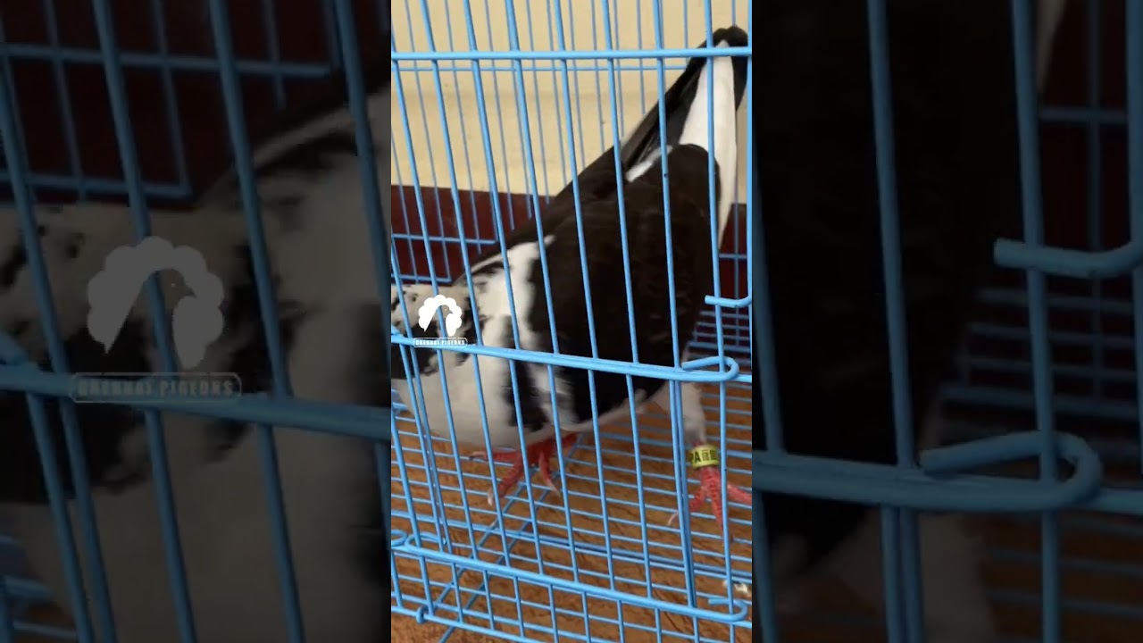ஒரே ஒரு புறா?? SINGLE PIGEON PET STORY✨