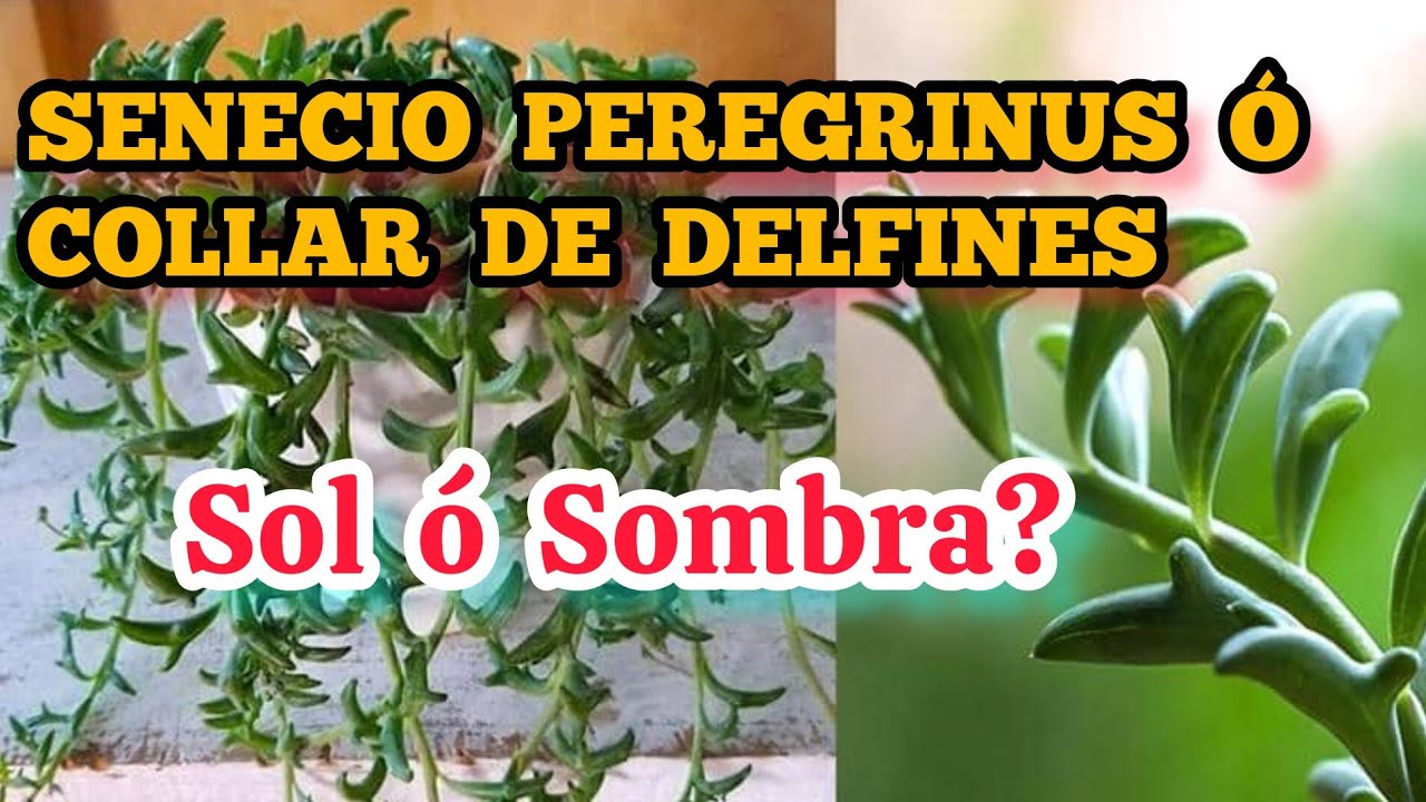 Cuidado Y Reproducción de SENECIO PEREGRINUS 🐬🐬 COLLAR DE DELFINES