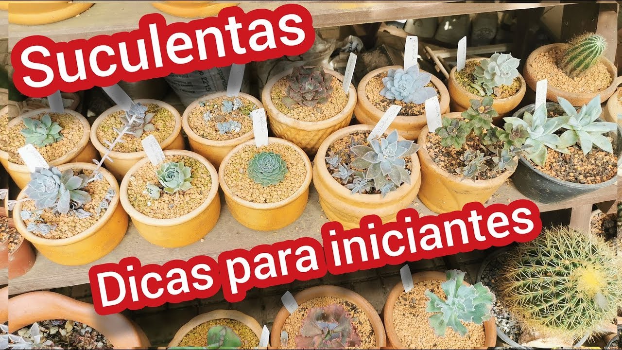 Suculentas. Dicas para Iniciantes!